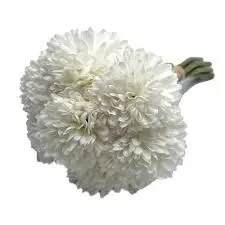 Beyaz Kasımpatı çiçeği